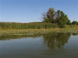Porast Nuhar lutea pri vnútornom okraji ramena (S časť).