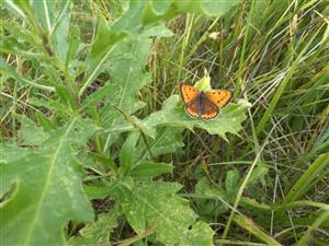 Lycaena dispar - samica