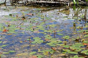Pohľad na porasty s druhom Potamogeton natans