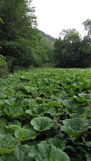 Porasty s dominujúcim druhom Petasites hybridus v aluviálnych častiach vodného toku.