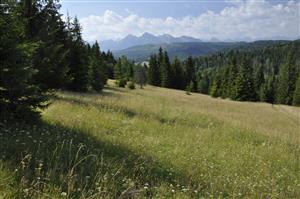 Celkový pohľad - nekosená časť