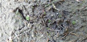 Mannia triandra na TMP1