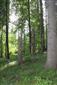 Interiér jedľovo-bukového lesa typického pre TML (vhodný biotop pre sledovaný druh)