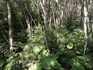 Interiér porastu vrastlejších Salix eleagnos, Petasites hybridus, P. kablikianus, mladé jedince smreka