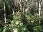 Interiér porastu vrastlejších Salix eleagnos, Petasites hybridus, P. kablikianus, mladé jedince smreka