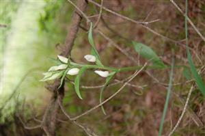 Cephalanthera damasonium