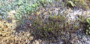 Ochyraea tatrensis na TMP2