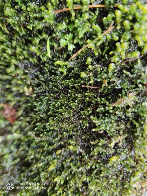 Ochyraea tatrensis na TMP6