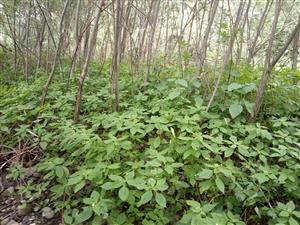 Impatiens parviflora v poraste Salix elaeagnos