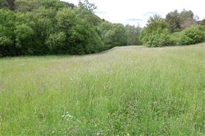 pohľad na lokalitu - kosená časť