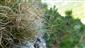 Carex rupestris na lokalite