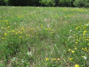 Detail spoločenstva