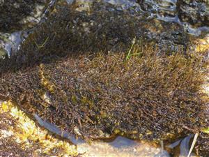 Ochyraea tatrensis na TMP1