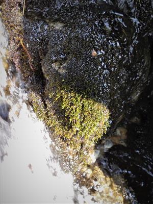 Ochyraea tatrensis na TMP2