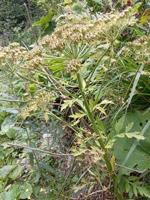 Pleurospermum austriacum v pobrežnom poraste deväťsilov