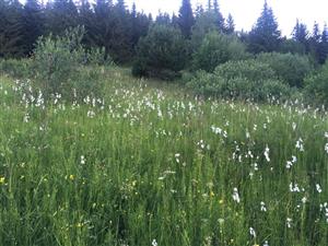 blizsi pohlad na vyssie polozenu (SZ) cast slatiny v smere na SZ
