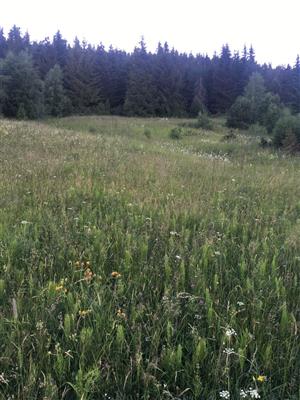 pohlad na vyssie polozenu (SZ) cast slatiny v smere na SZ  z vacsej vzdialenosti