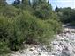 Horské vodné toky a ich drevinová vegetácia so Salix eleagnos (7.8.2022)