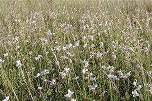 Anemone sylvestris