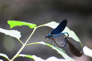 Calopteryx virgo kopulácia