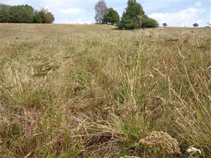 Danthonia decumbens a Selinum carvifolia v poraste