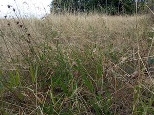 Lathyrus sylvestris v poraste Lk1