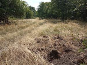 Porast v malej miere narušený rozrývaním zverou