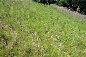 Detailný záber do biotopu