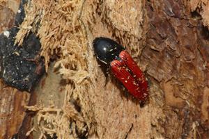 Ampedus sp.