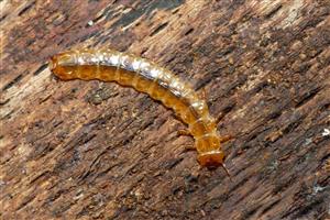 Cucujus cinnaberinus larva
