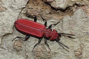 Cucujus cinnaberinus 