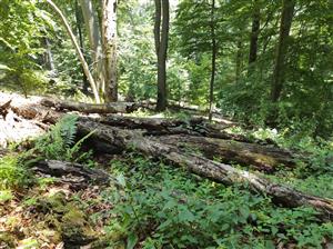 biotop jedľovo - bukový les