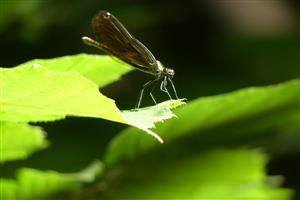 Calopteryx virgo hadovka obyčajná  samica