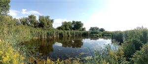 Celkový panoramatický pohľad na TML Boheľovské rybníky, južný močiarik, výskytový biotop B.bombina. Foto: 15.8.2022, J.Lengyel.