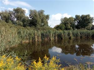 Pohľad na TML Boheľovské rybníky, južný močiarok, biotop B.bombina, foto: 15,8.2022.  Foto: J.Lengyel.