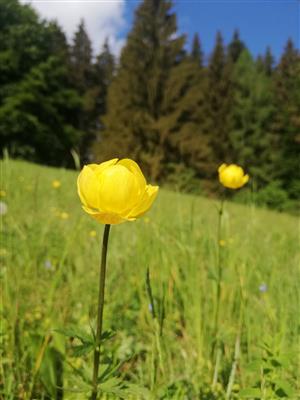 02 Trollius altissimus 1