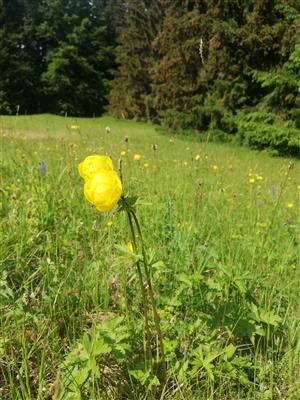 03 Trollius altissimis 2