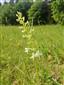 04 Platanthera bifolia
