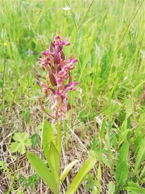 06 Dactylorhiza sambucina