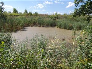 pohled ze severního okraje tůně