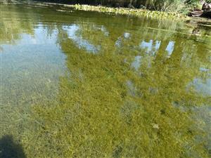 detail porostu parožnatek