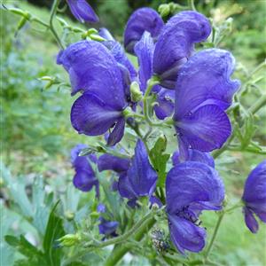 detail kvetu Aconitum firmum subsp. maninense (Skalický) Starm.