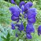 detail kvetu Aconitum firmum subsp. maninense (Skalický) Starm.