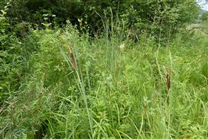 porast Typha shuttleworthii na severnej ploche