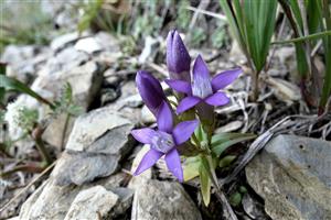 Gentianella fatrae