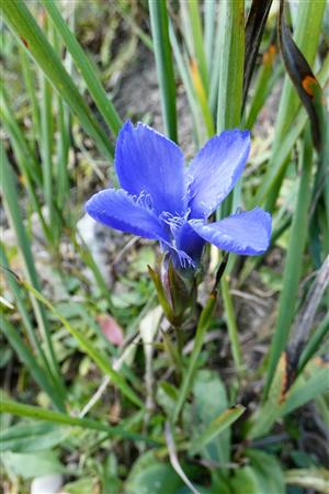 Gentianopsis ciliata