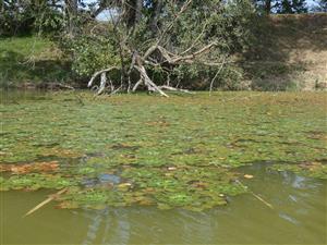 detail porostu Trapa natans