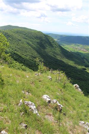 Záber na biotop monitorovaného druhu.