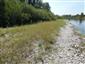 Rieky s bahnitými až piesočnatými brehmi s vegetáciou zväzov Chenopodionrubri p.p. a Bidentition p.p. (18.8.2022)