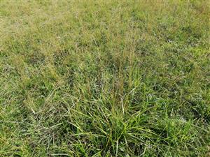 Detail porastu v strednej časti lokality